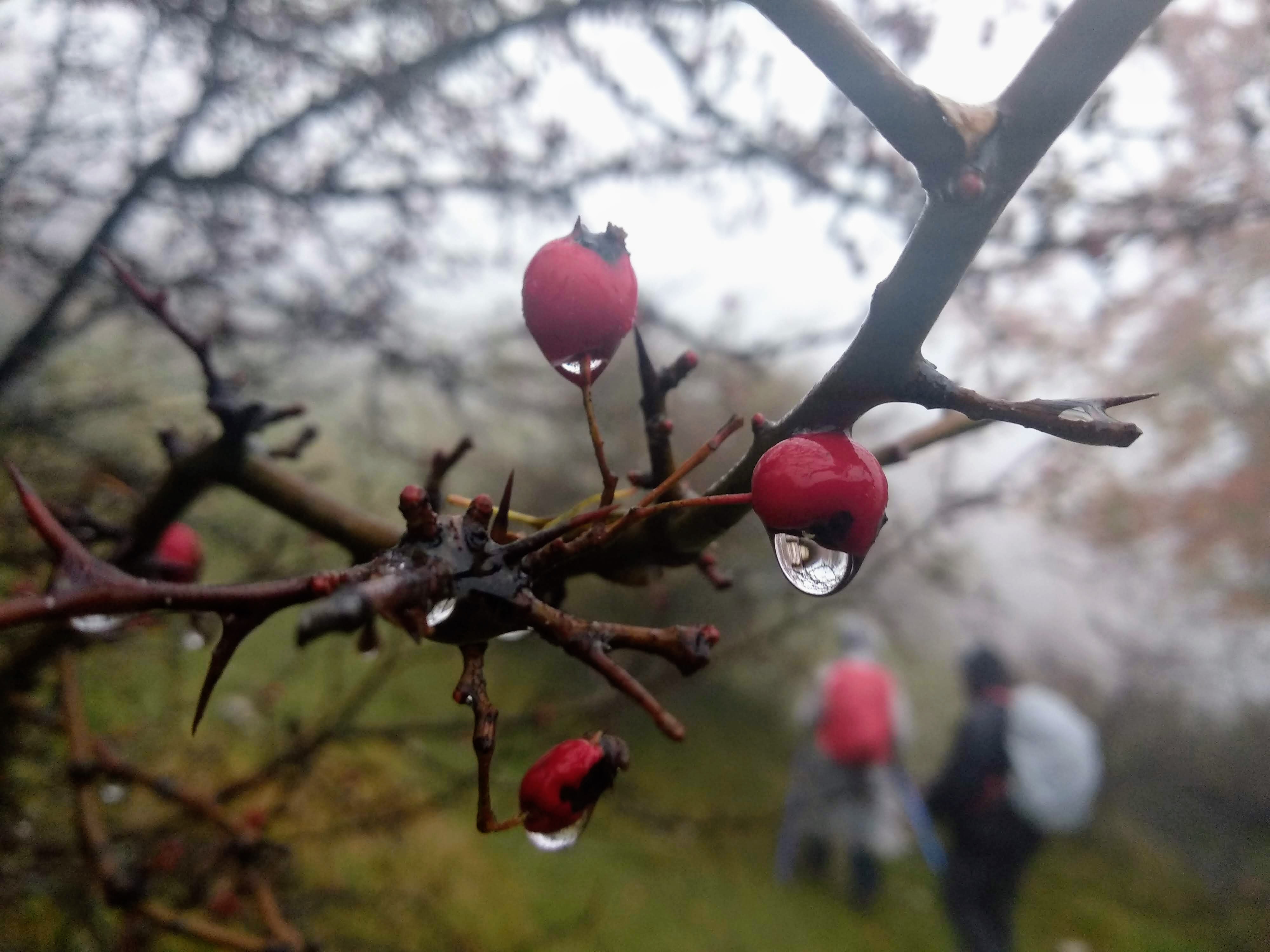 יום 4 Val Di Rose- Valle Iannanghera
